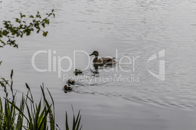 Trittau Millpond - a duck family