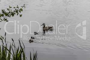 Trittau Millpond - a duck family