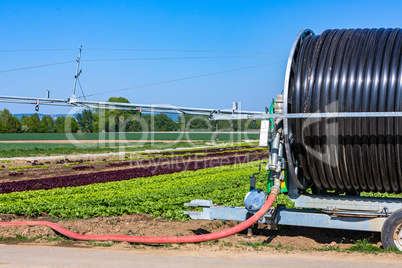 salad field with artificial watering