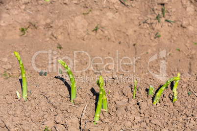 young green asparagus shoots