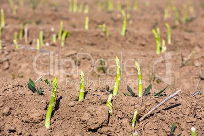 fresh asparagus shoots on a field