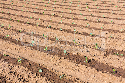watered cabbage bedding plants on the field