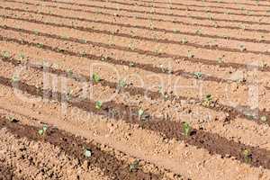 watered cabbage bedding plants on the field