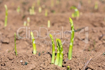 young green asparagus shoots