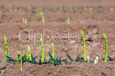 fresh asparagus shoots on a field