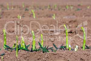 fresh asparagus shoots on a field