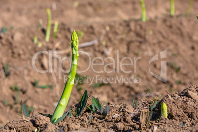 fresh asparagus shoots on a field