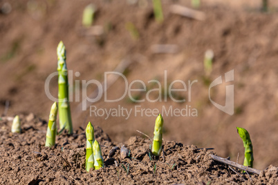 fresh asparagus shoots on a field