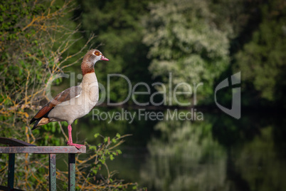 egyptian goose standing