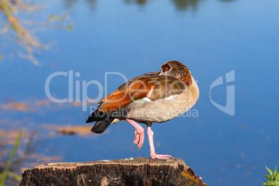 egyptian goose standing on one leg and sleeping