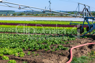 salad field with machine for watering