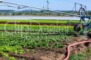 salad field with machine for watering