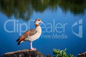 egyptian goose standing on a trunk beside a lake