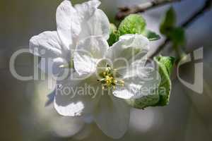 Macro closeup of blooming apple tree white flowers during springtime