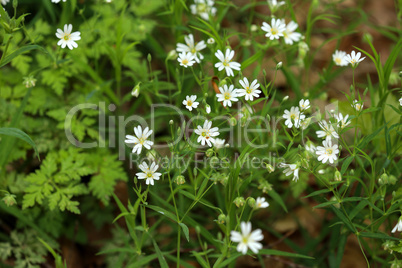 Small white flowers bloom in the forest in spring