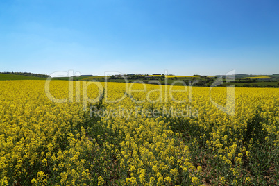 Spring landscape. Cultivated colorful raps field in Germany