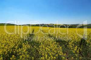 Spring landscape. Cultivated colorful raps field in Germany