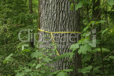 A tree trunk in a forest tied with a yellow ribbon