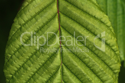 Close-up of a green leaf with ribs