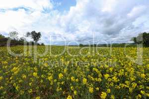 Spring landscape. Cultivated colorful raps field in Germany