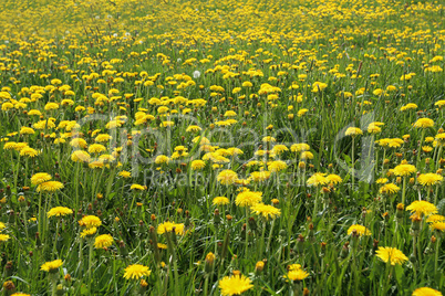 A field of yellow dandelions in spring