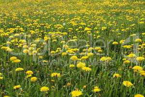 A field of yellow dandelions in spring