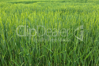 Green winter crops in the fields began to spike