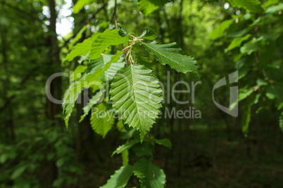 Young green leaves in the forest in spring