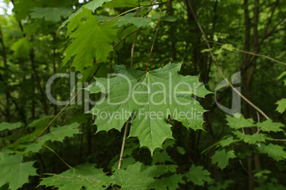Green maple leaves on a green forest background