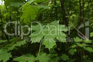Green maple leaves on a green forest background