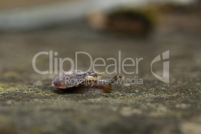 Little snail slow crawls on the ground