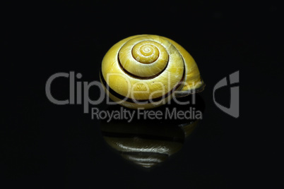 Yellow snail shell on a black background
