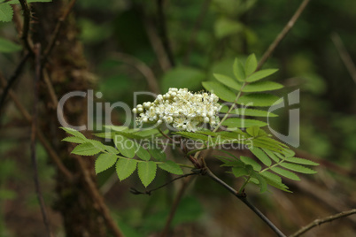 Rowan branch with inflorescence on a green background