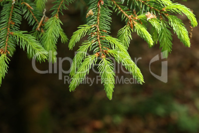 Young shoots on a fir branch in the forest
