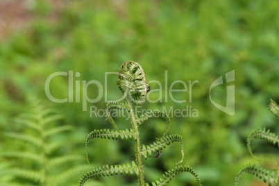 Wild young shoots of Pteridium aquilinum fern