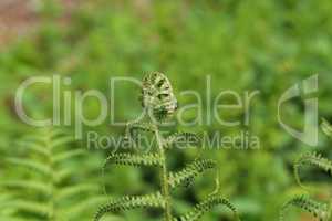 Wild young shoots of Pteridium aquilinum fern