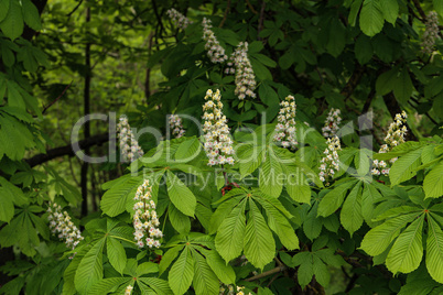 First green Chestnut leaves branches. Blossoming spring leaf of chestnut