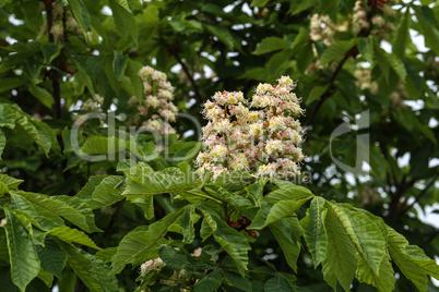 First green Chestnut leaves branches. Blossoming spring leaf of chestnut