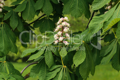First green Chestnut leaves branches. Blossoming spring leaf of chestnut