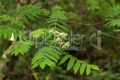 Rowan branch with inflorescence on a green background