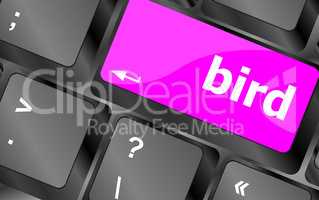 Button keyboard key, keypad with bird word