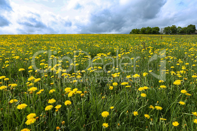 Green grassy meadow field covered in bright yellow dandelion flowers in spring