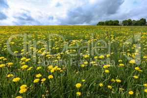Green grassy meadow field covered in bright yellow dandelion flowers in spring