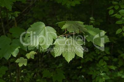 Maple leaves on the outside nature background