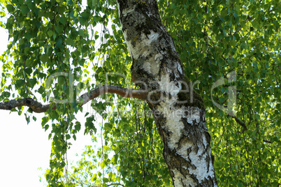 The trunk of a birch on a background of foliage