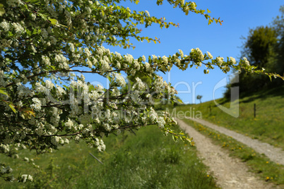 Blooming white trees on a background of a spring landscape