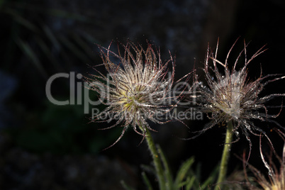 Pasque flower with dew drops after flowering pulsatilla pratensis