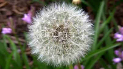 Ripe Dandelion Blossom