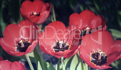 Red tulips on the flowerbed in the garden.