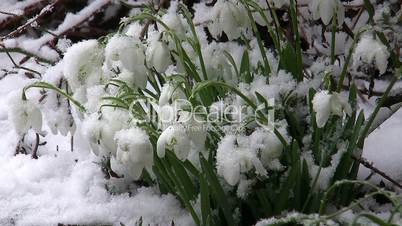 Snowdrops in Ice